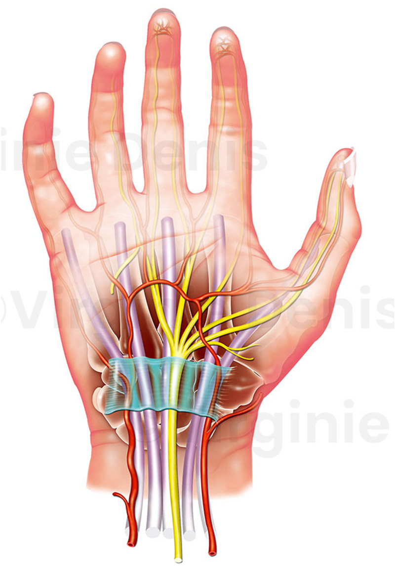 Illustration médicale du canal carpien