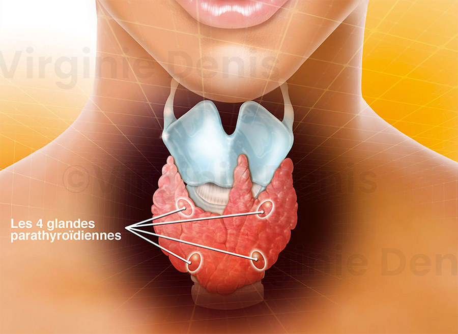 Illustration médicale Glande thyroïde