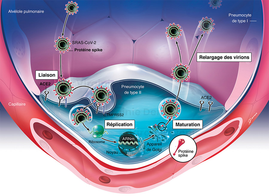 illustration médicale du virus de la Covid 19