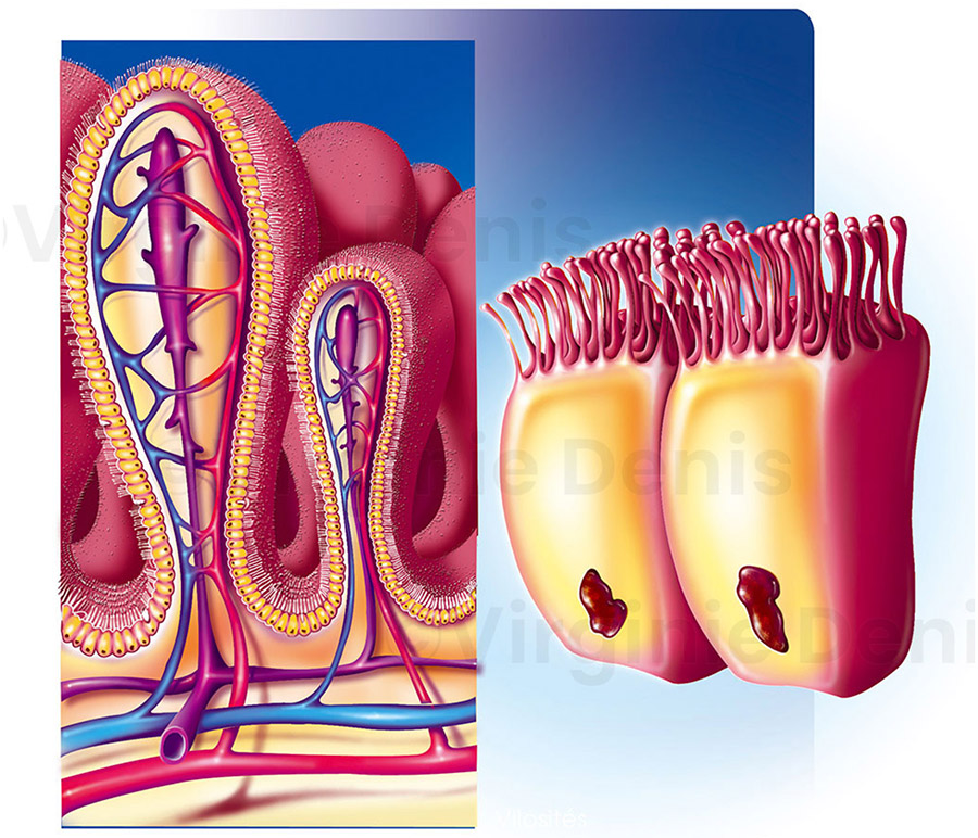 Illustration médicale : villosité intestinale.