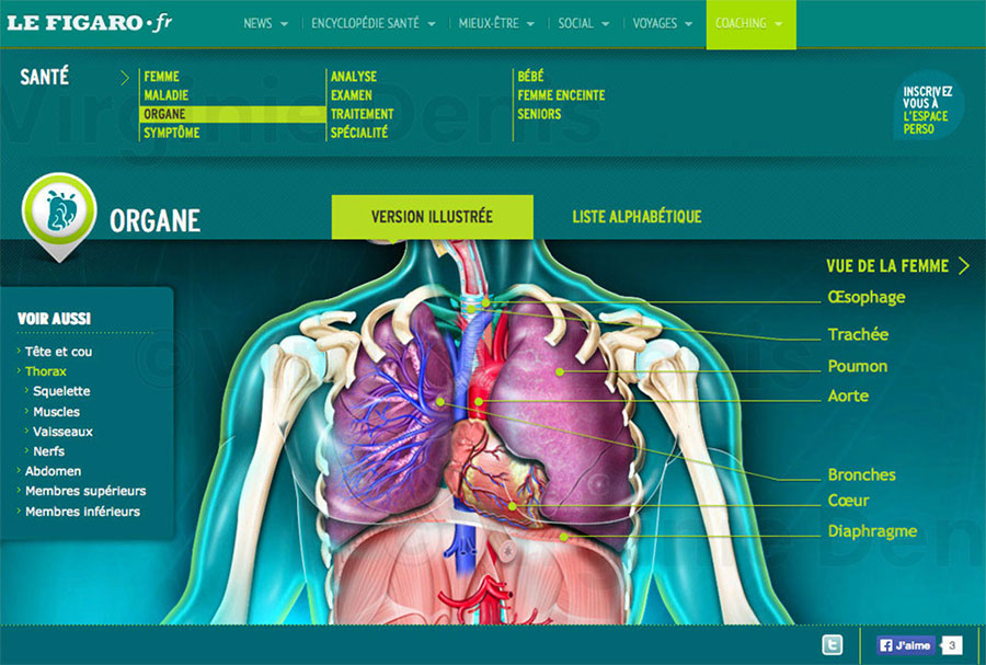 Illustration médicale Atlas anatomique