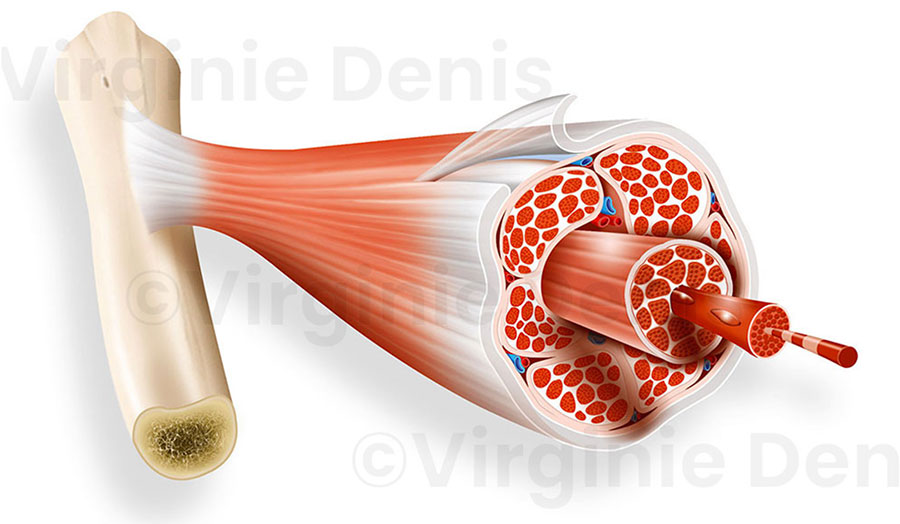 Illustration médicale anatomique coupe de muscle