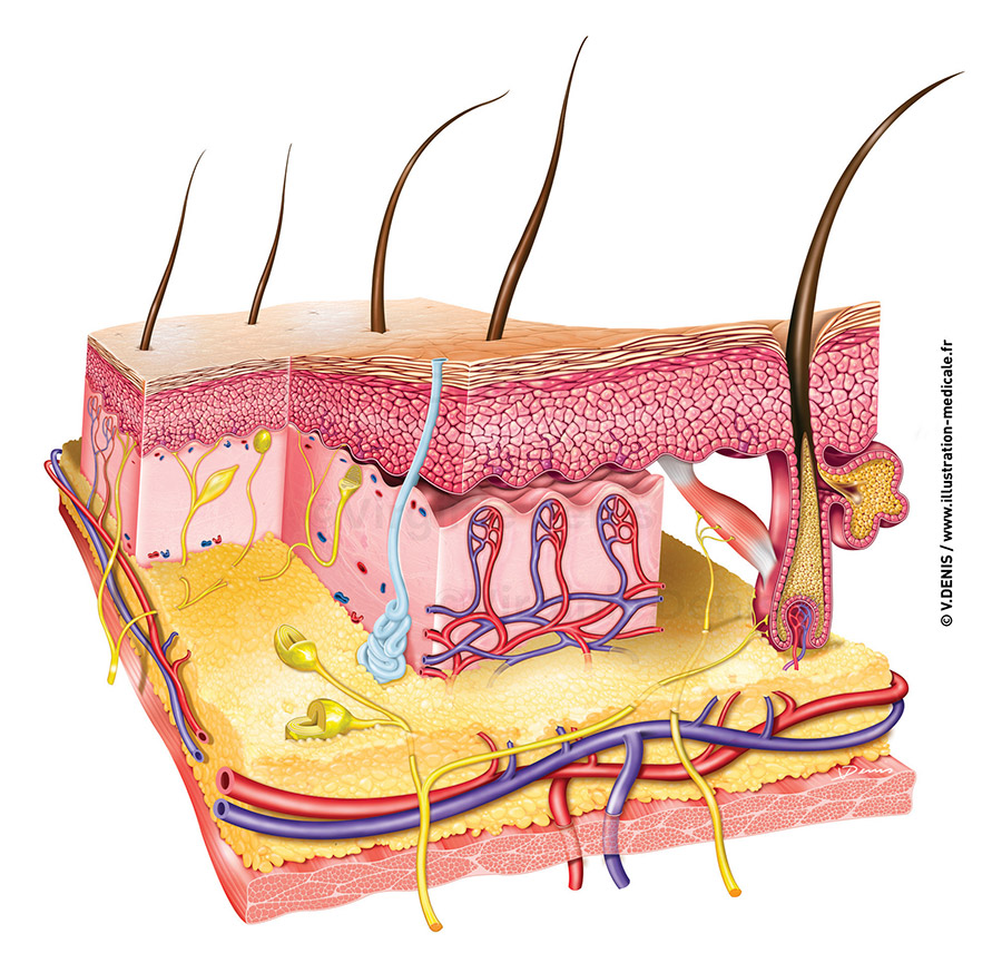 Illustration médicale coupe de peau