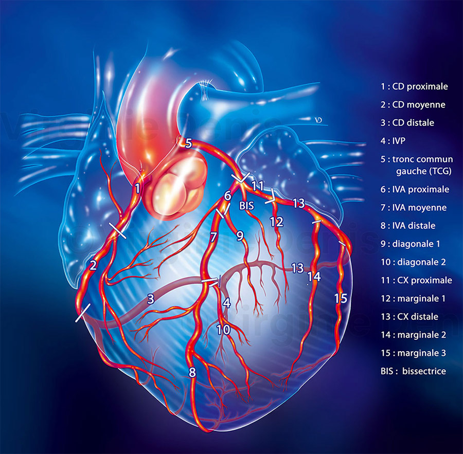 Illustration médicale : écardiographie du cœur.