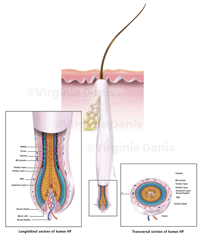 Illustration médicale follicule pileux