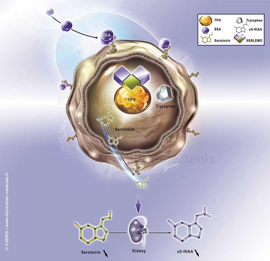 illustration médicale tryptophane hydroxylase