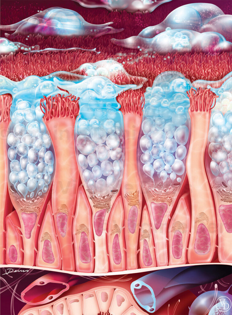 Illustration médicale muqueuse bronchique