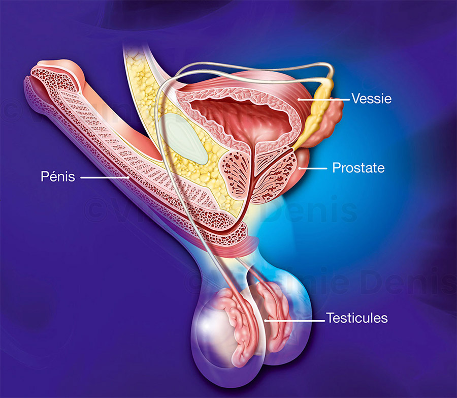 Illustration médicale prostate