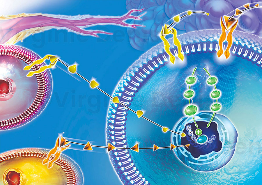 Illustration médicale oncologie facteur de croissance