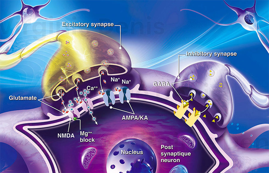 Illustration médicale synapse