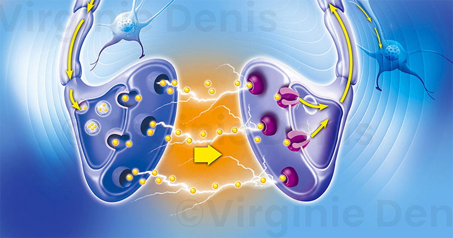 Illustration médicale transmission nerveuse synapse